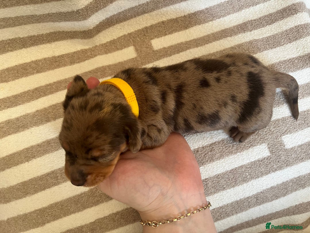 Miniature Dachshund dogs for sale: Beautiful Miniature dachshunds🐶🤎 - Advert 7