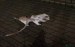 Mixed Breed dogs for sale: Honey  - Image 4