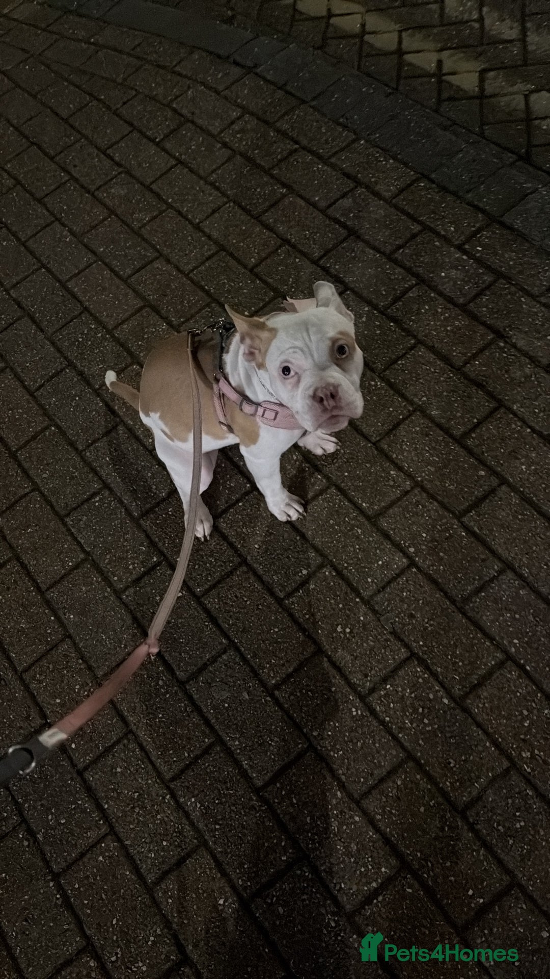 Mixed Breed dogs for sale: Honey  - Image 4