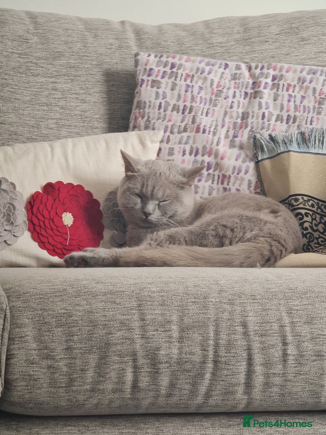 British Shorthair cats for sale: Stunning Lilac British Short Hair - Image 4