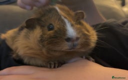 Guinea Pig rodents for sale: 2 Paired Female Guinea Pigs + Set Up - Image 2