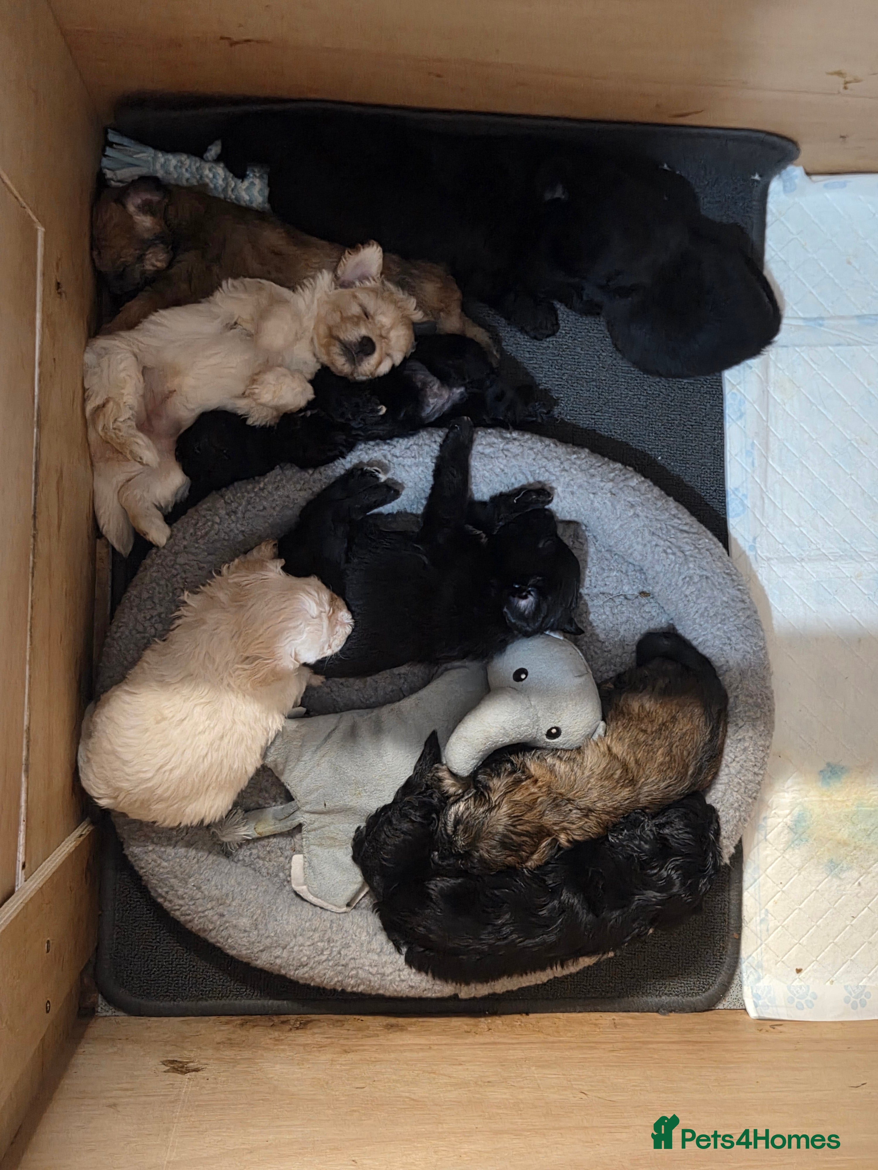 Shihpoo dogs 9 beautiful shihpoo puppies 🐶  - Advert 16