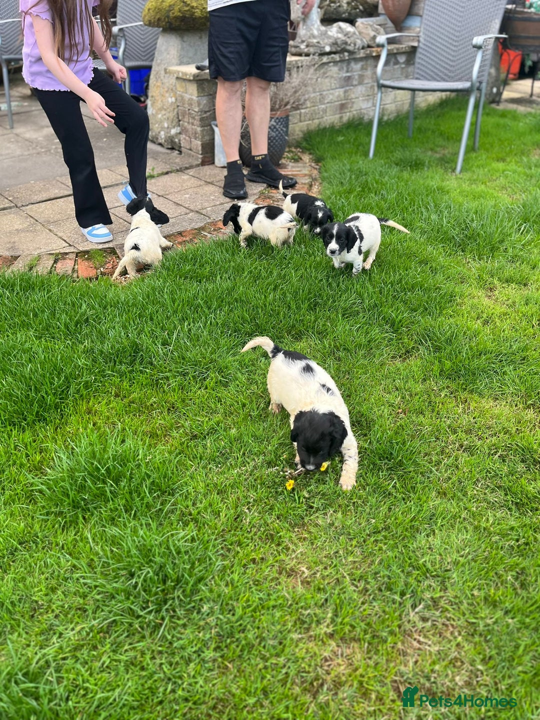 Cocker Spaniel dogs for sale: Cocker Spaniels - Image 15