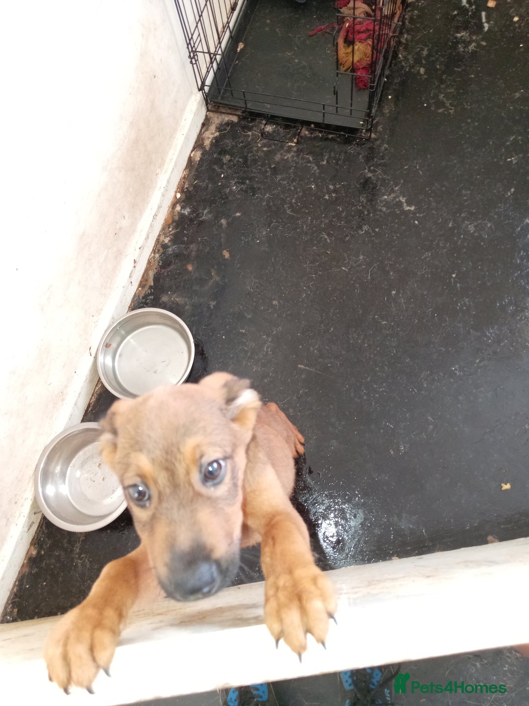 Mixed Breed dogs for sale: 2 rottweiler X German shepherd X staffie 12 weeks - Image 4