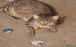 Mixed Breed cats for adoption: Lovely rescue cats for adoption - Image 3