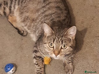 Mixed Breed cats Lovely rescue cats for adoption - Advert 7