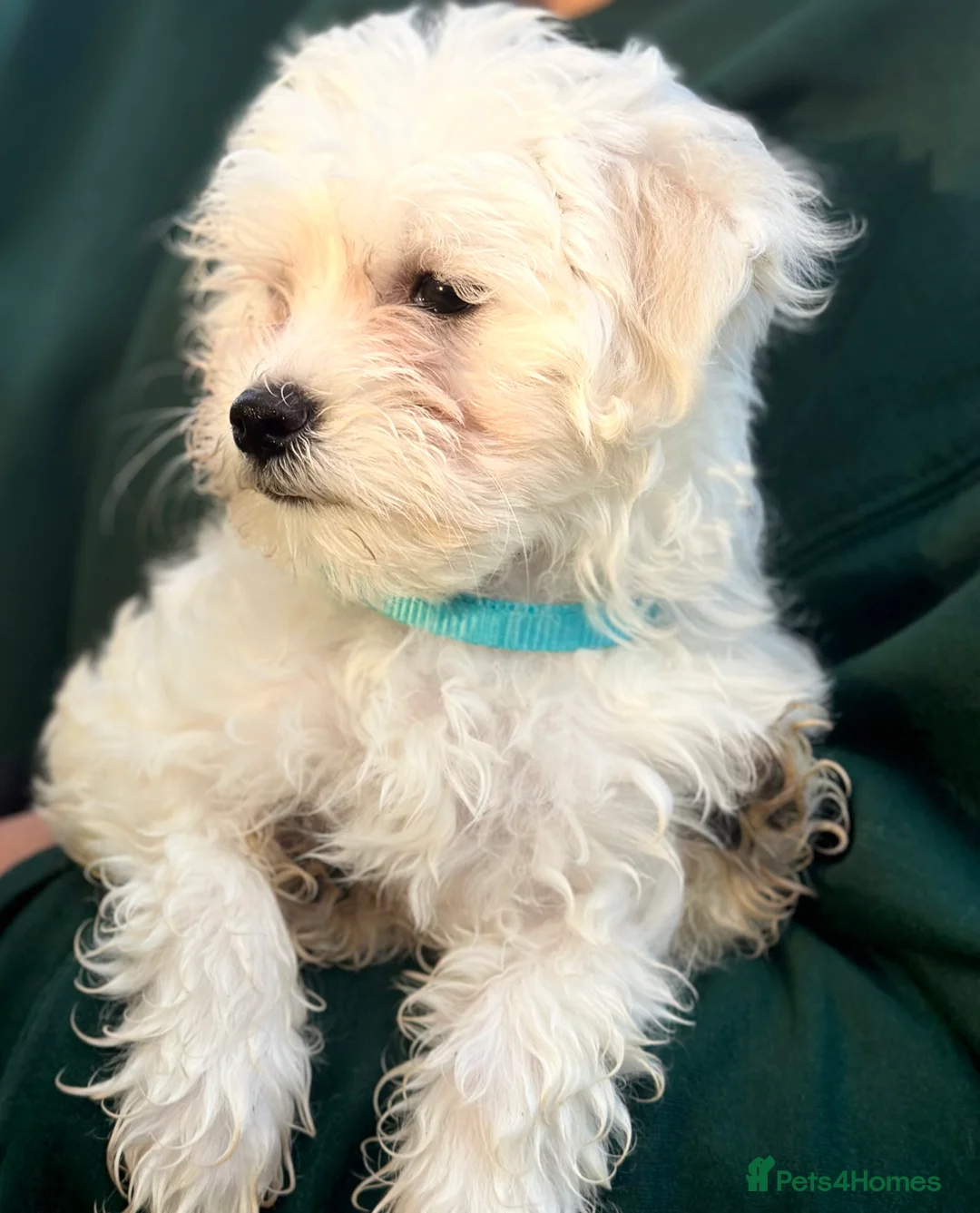 Bichon Frise dogs for sale: Two Mini Bichon Frise Ready for their New Home - Advert 17