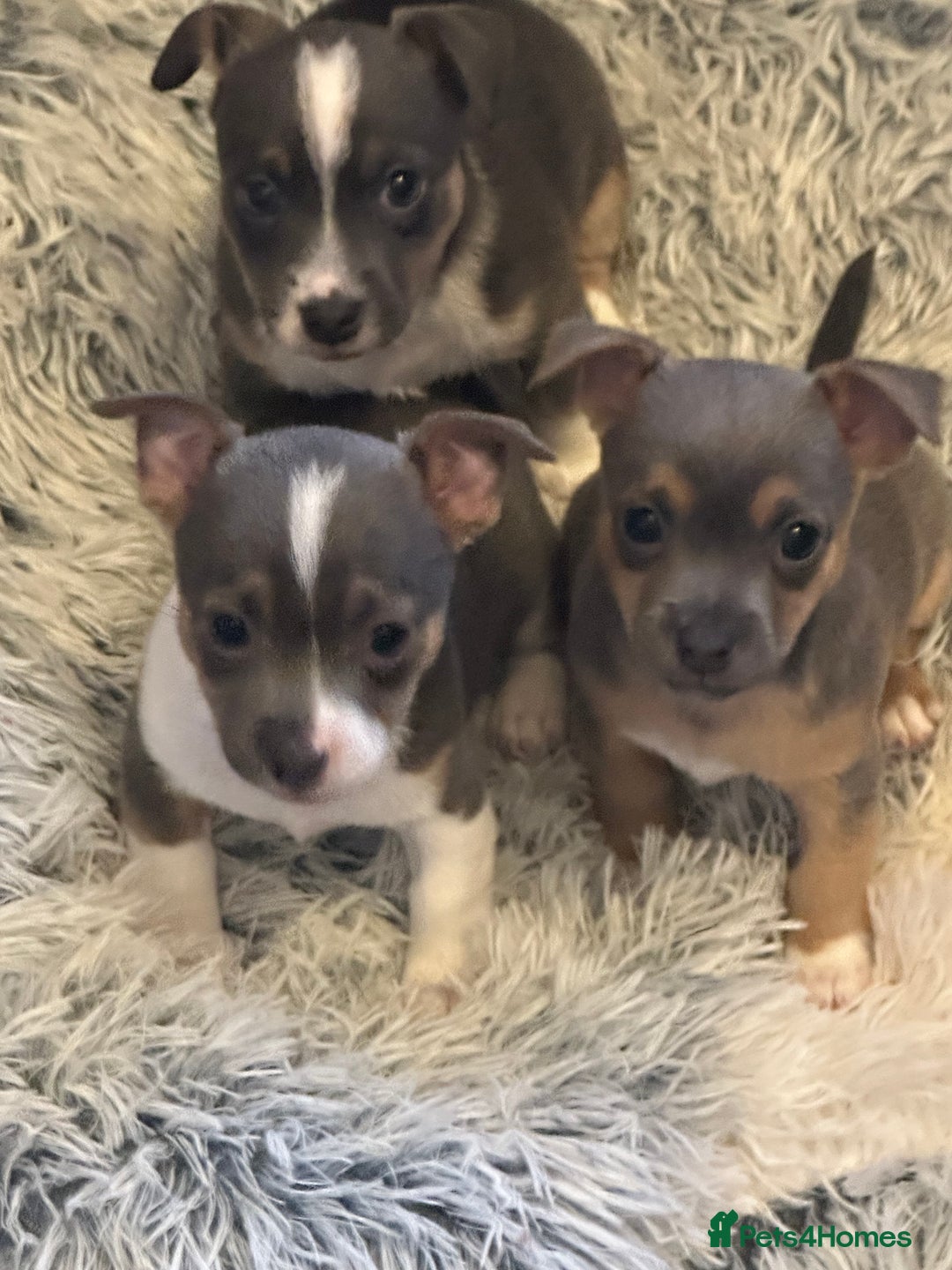 Jack Russell dogs for sale: Miniature miniature Jack Russel Puppies - Advert 16