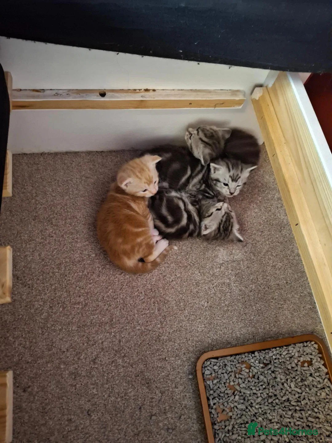 Maine Coon cats for sale: Beautiful Maine Coon cross kittens ❤️ in Shrewsbury - Advert 1
