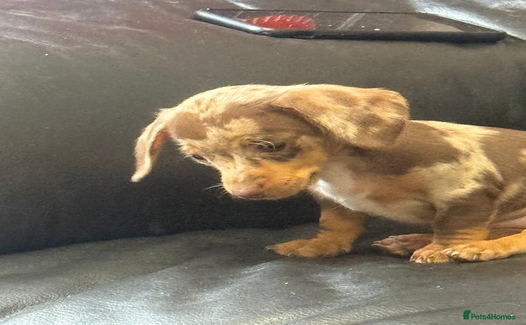 Dachshund dogs - Advert 1
