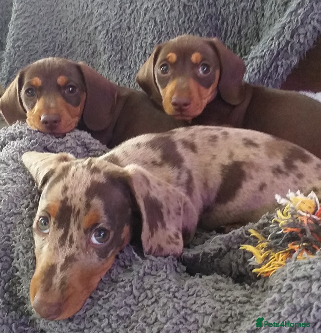 Dachshund dogs for sale: Quality miniture dachshund forSale Ready now  - Image 11