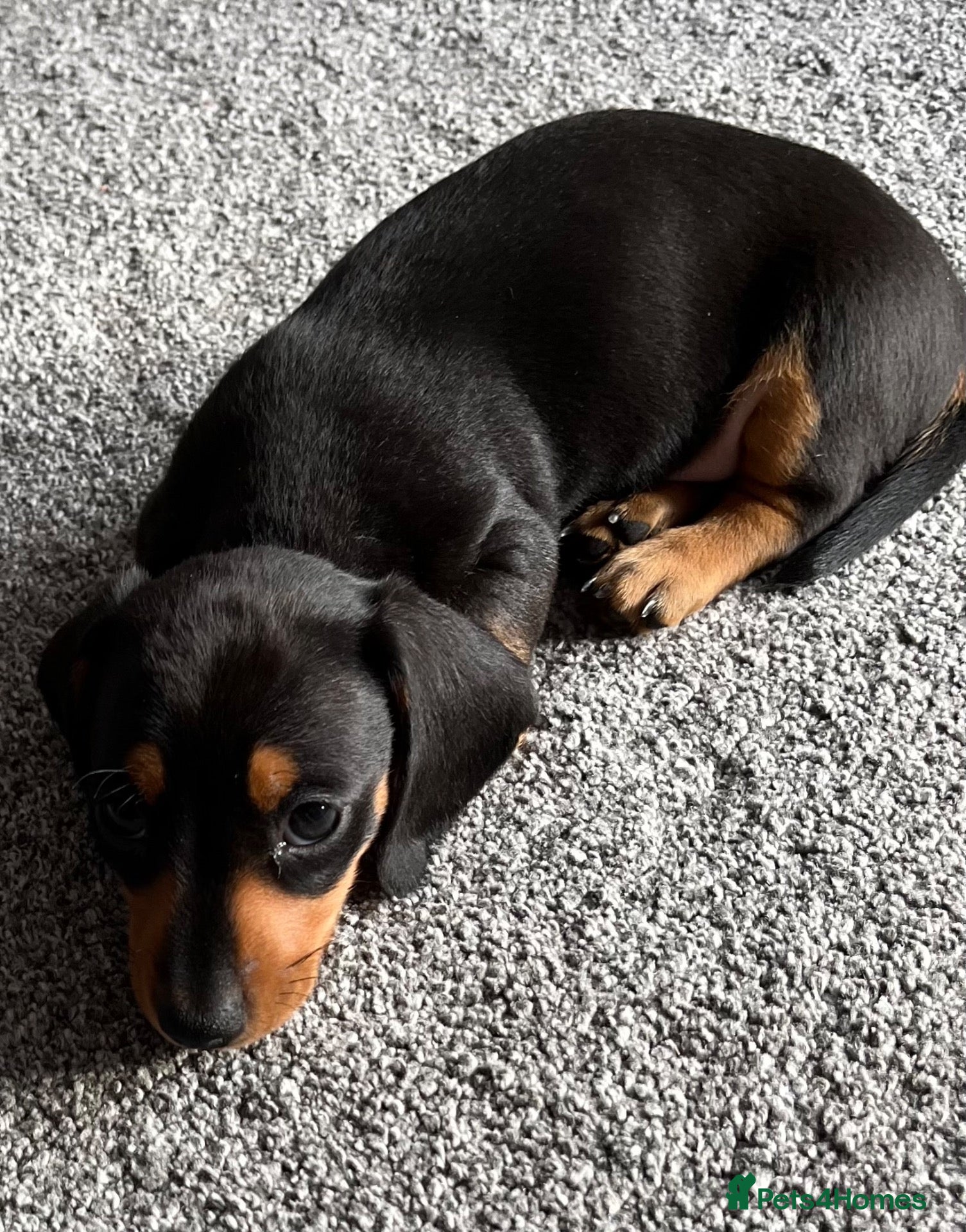 Miniature Dachshund dogs Adorable, Mischievous & Funny Puppies all girls.  - Advert 2