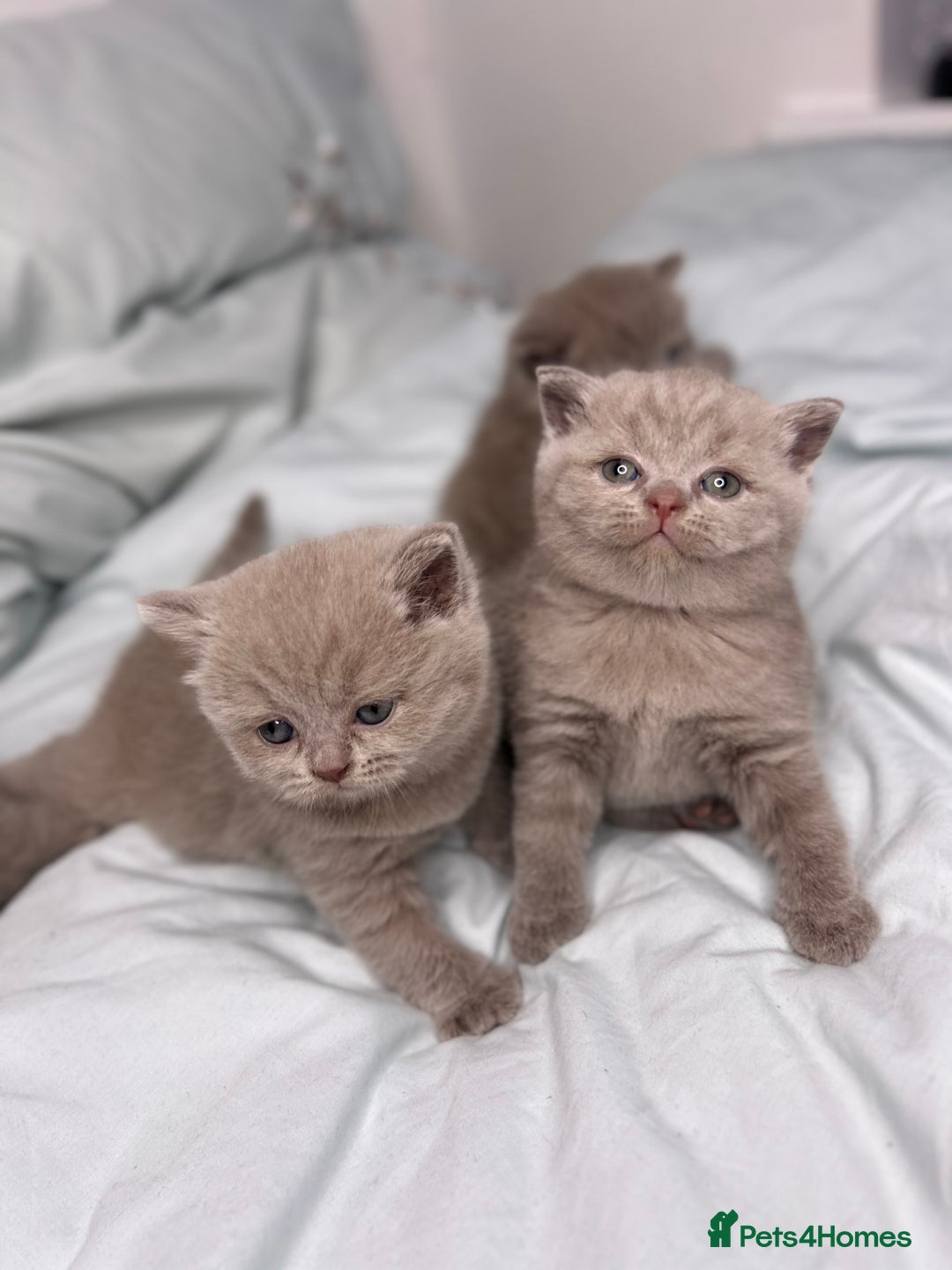 British Shorthair cats for sale: 🐱Adorable Rare Lilac British Shorthair Kittens - Image 17