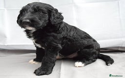 Double Doodle dogs for sale: Stunning litter standard golden doodles - Image 4
