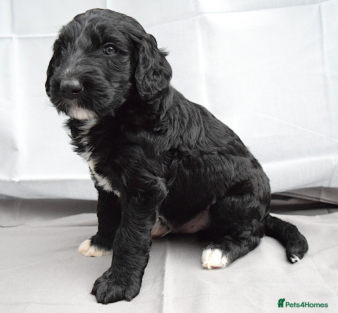 Double Doodle dogs for sale: Stunning litter standard golden doodles - Image 4