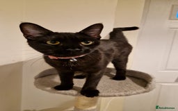 Mixed Breed cats for sale: Midnight  - Image 2