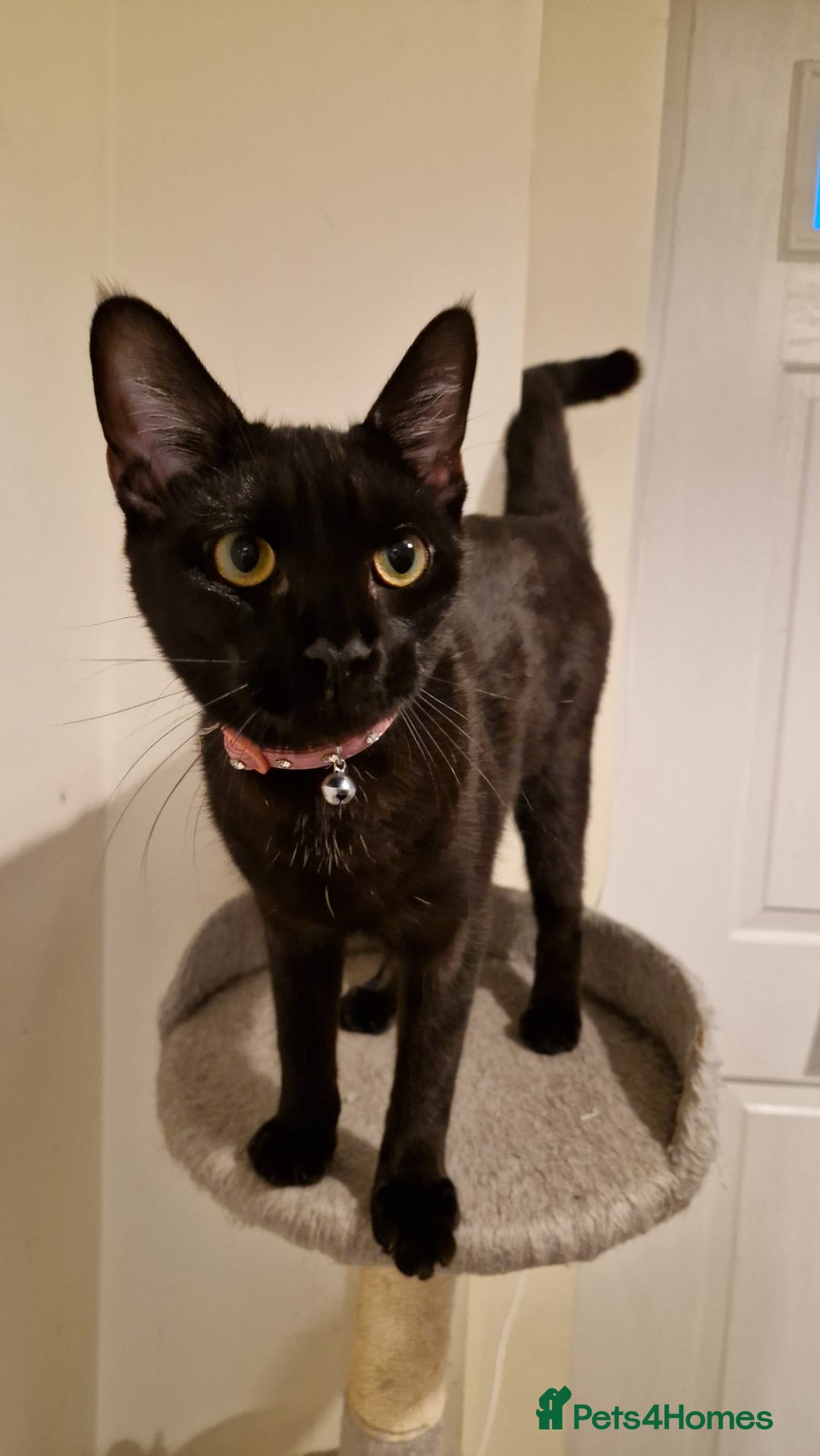 Mixed Breed cats for sale: Midnight  - Image 2