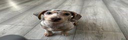Miniature Dachshund dogs for sale: Milo  - Advert 1