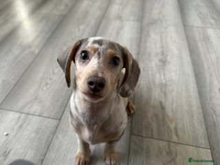 Miniature Dachshund dogs Milo - Advert 12