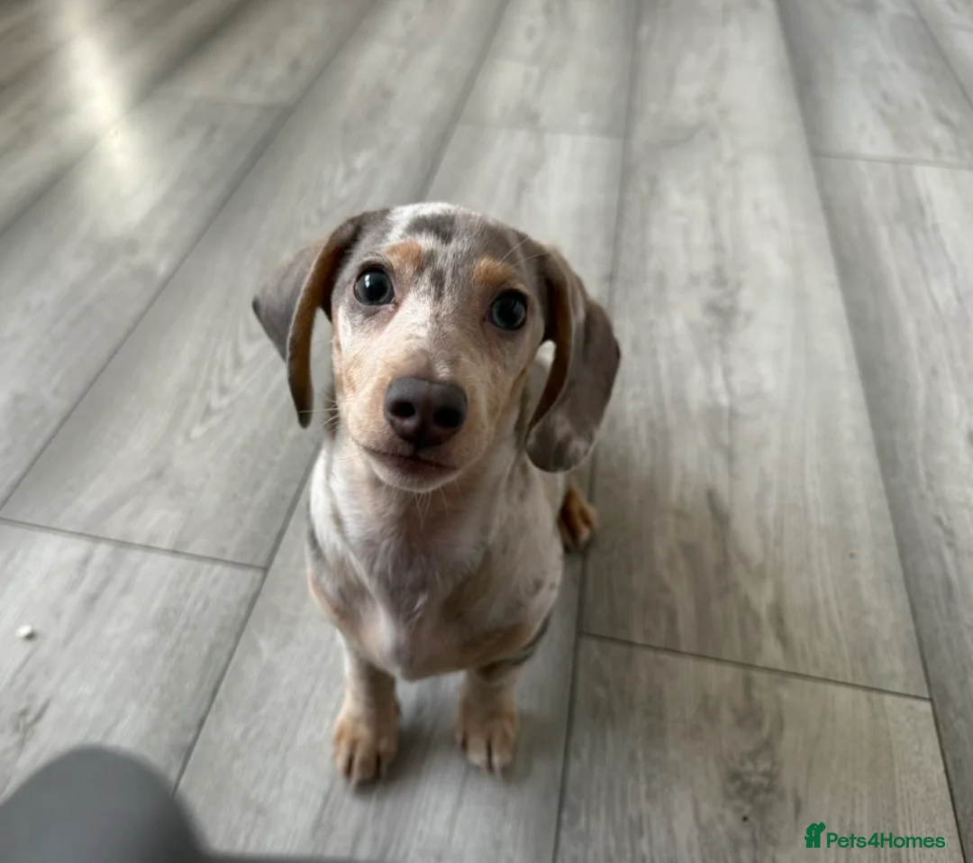 Miniature Dachshund dogs for sale: Milo  - Advert 1