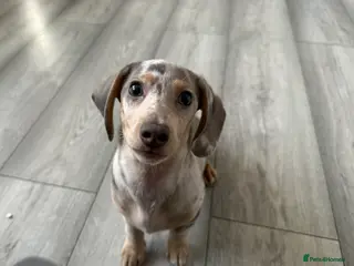 Miniature Dachshund dogs Milo - Advert 18