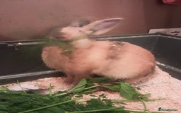 Mixed Breed rabbits for sale: Free to loving forever homes  - Image 15