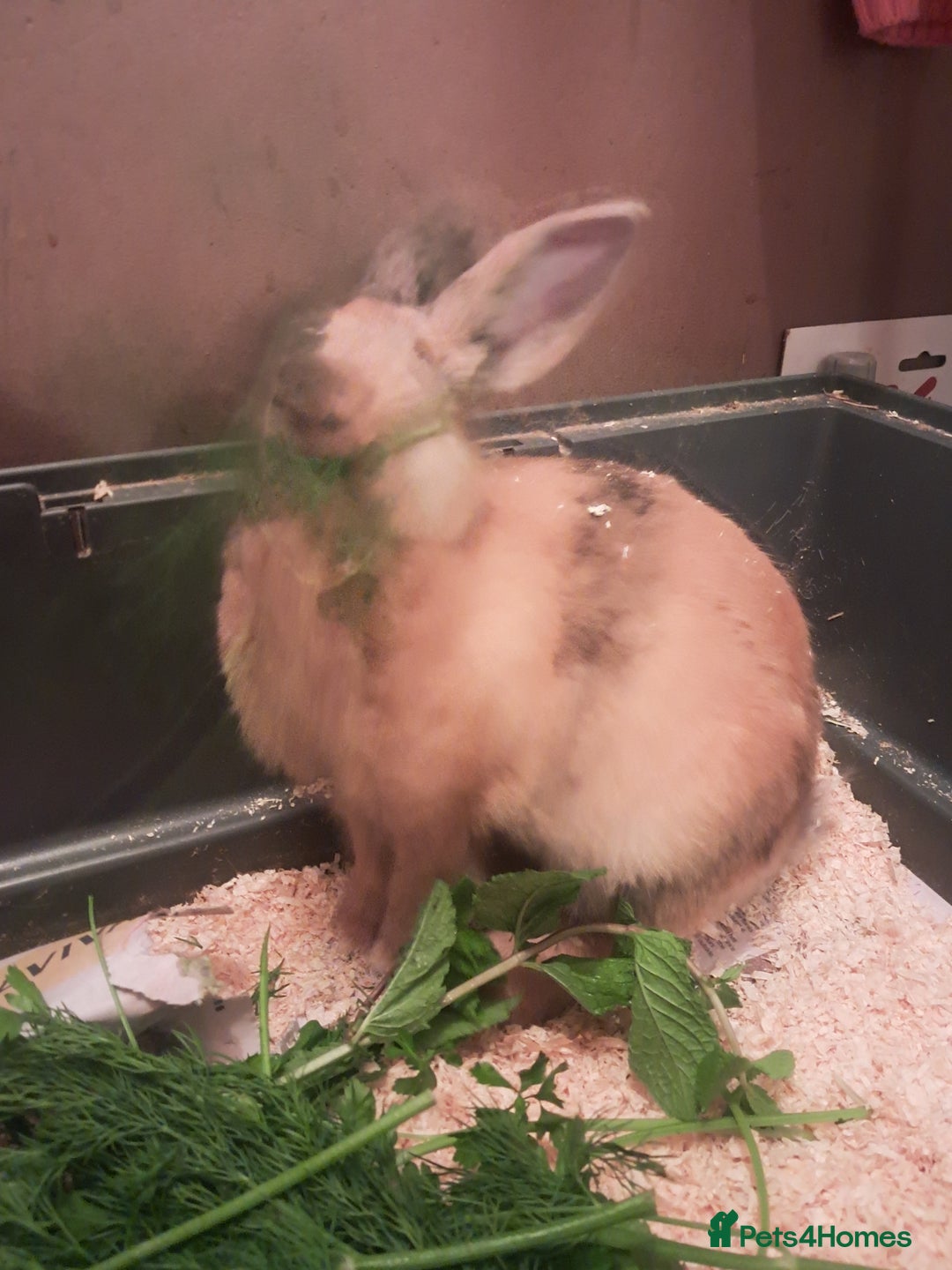 Mixed Breed rabbits for sale: Free to loving forever homes  - Image 15