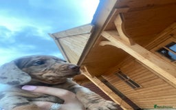 Miniature Dachshund dogs for sale: Miniature Dachshund 🌟4 BOYS🌟 - Image 3