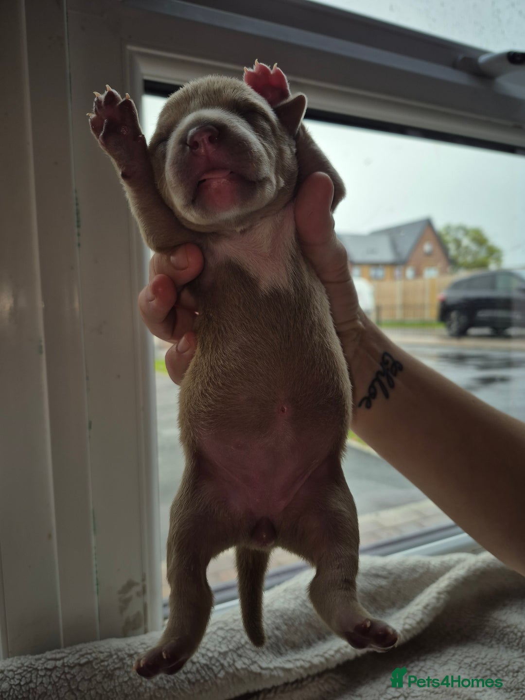 Mixed Breed dogs for sale: Red nose pittie cross cane corso cross blue staffy - Image 2