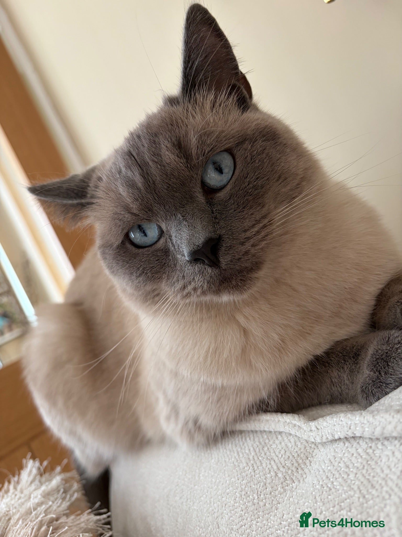 British Shorthair cats 1 year old male British shorthaired cross ragdoll - Advert 1