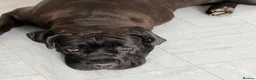 Cane Corso dogs for sale: Need rehome for cane corso 8 month old  - Advert 3