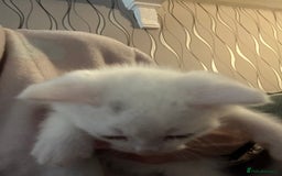 Mixed Breed cats for sale: Maine coon x kittens - Image 6