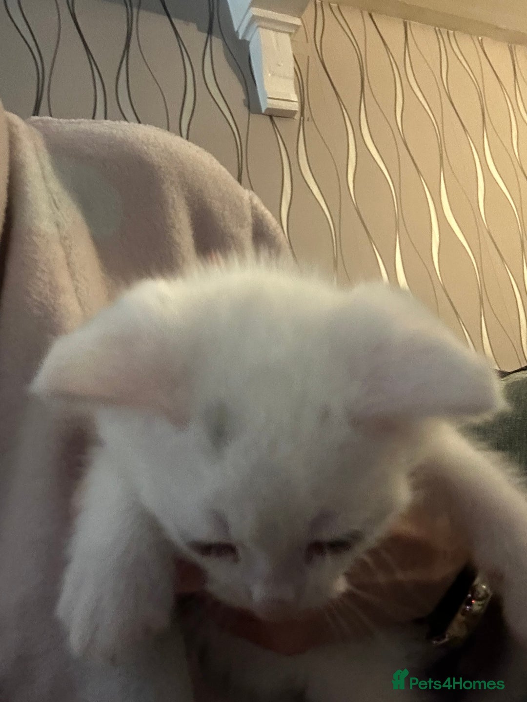 Mixed Breed cats for sale: Maine coon x kittens - Image 6