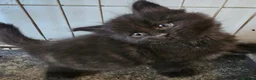 Maine Coon cats for sale: Beautiful black fluffy kittens - Advert 11