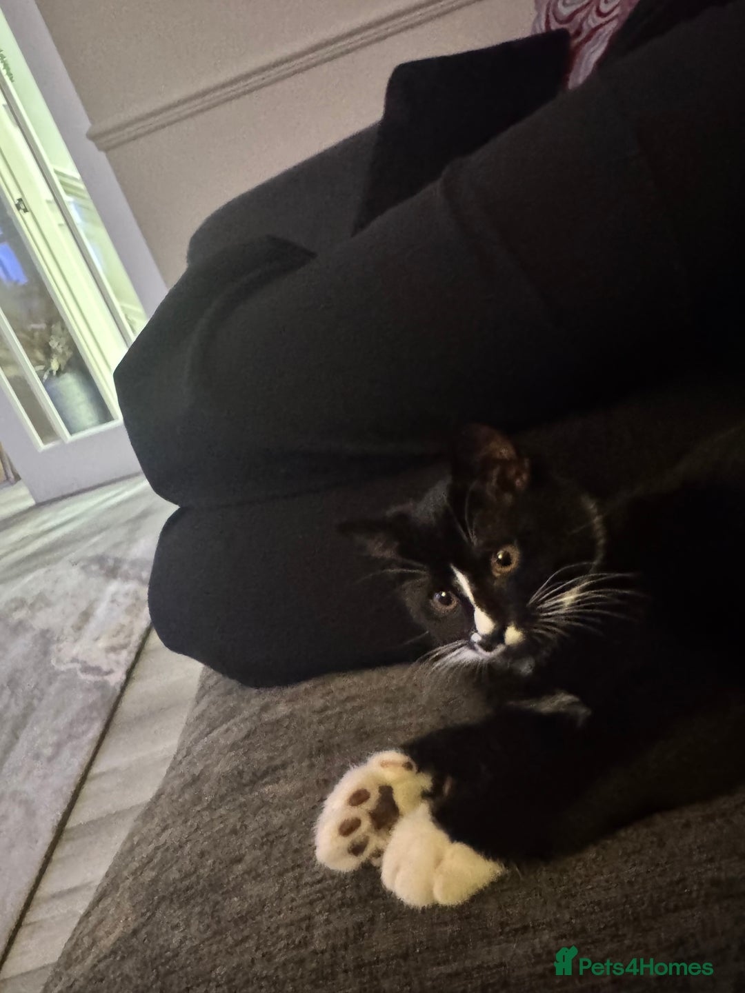 British Shorthair cats for sale: Blue British short-hair kittens - Advert 25