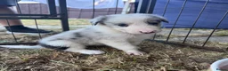 Border Collie dogs for sale: Border collie puppies  - Advert 16