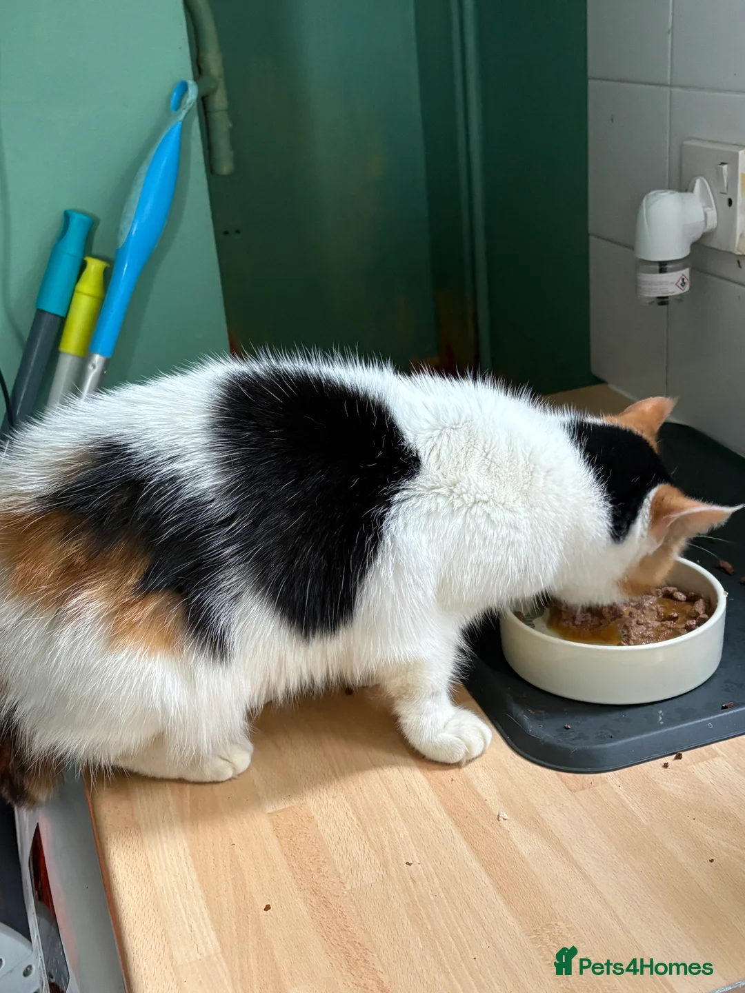 Mixed Breed cats for sale: Calico female cat for rehoming  - Advert 3