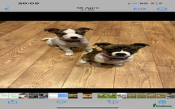 Mixed Breed dogs for sale: 2 sisters looking for a loving home together  - Image 4