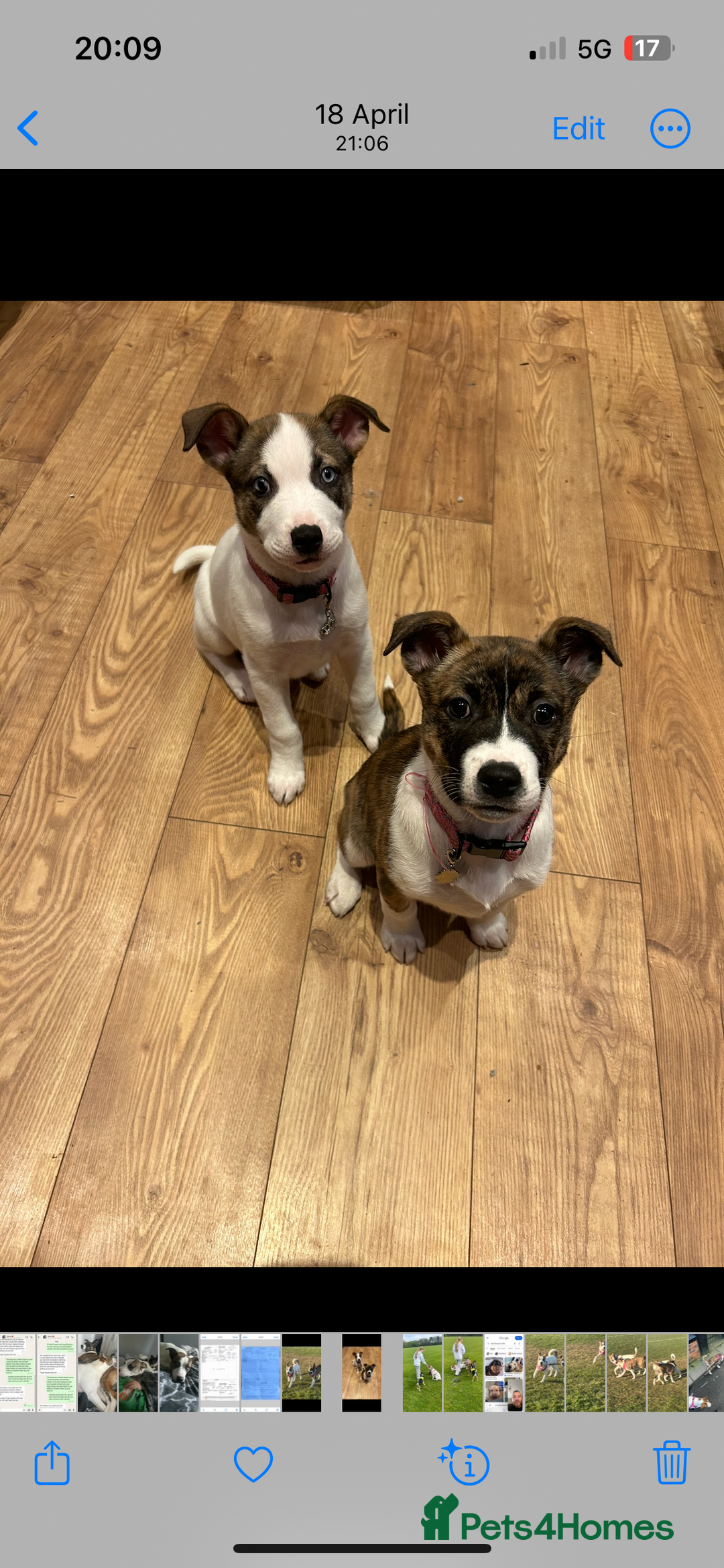 Mixed Breed dogs for sale: 2 sisters looking for a loving home together  - Image 4