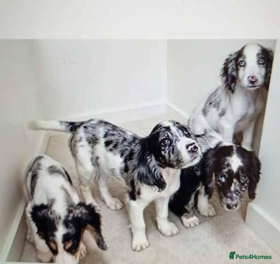 Cocker Spaniel dogs 6 cocker spaniel puppies  - Advert 14