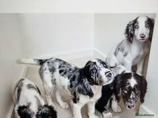 Cocker Spaniel dogs 6 cocker spaniel puppies - Advert 14