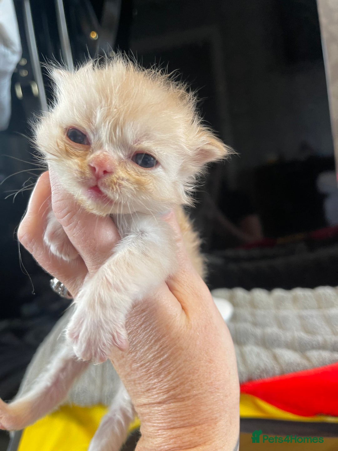 Mixed Breed cats for sale: Health Tested Perdolls - Image 14