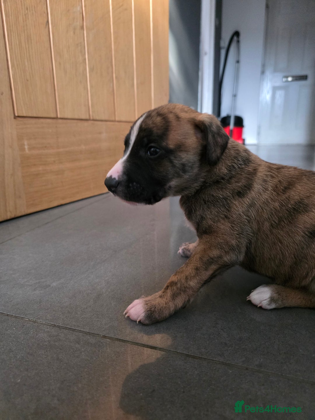 Mixed Breed dogs for sale: Pups ready around the 19th December  - Advert 14
