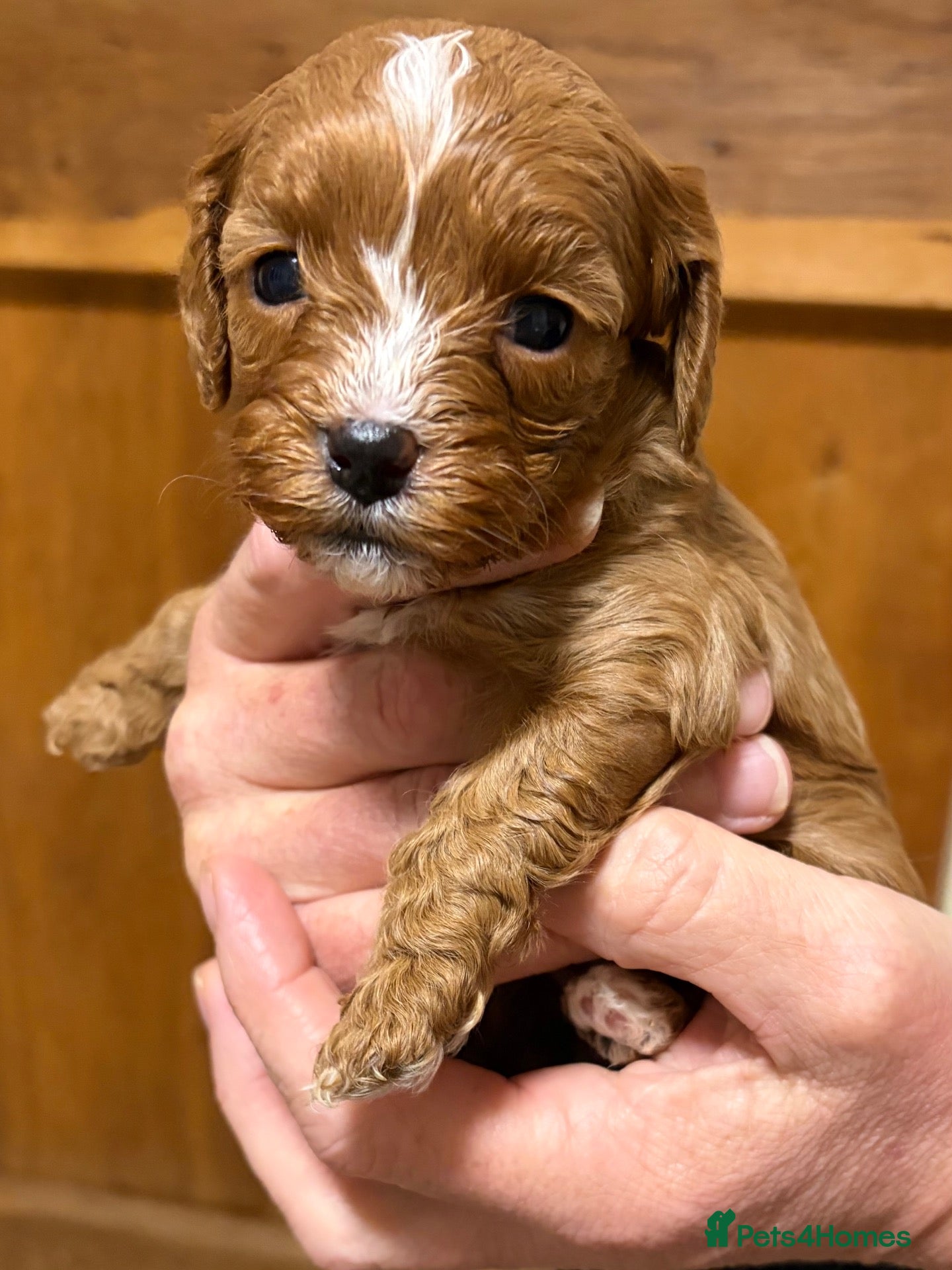 Cavapoo dogs Miniature fox red cavapoo pups  - Advert 1