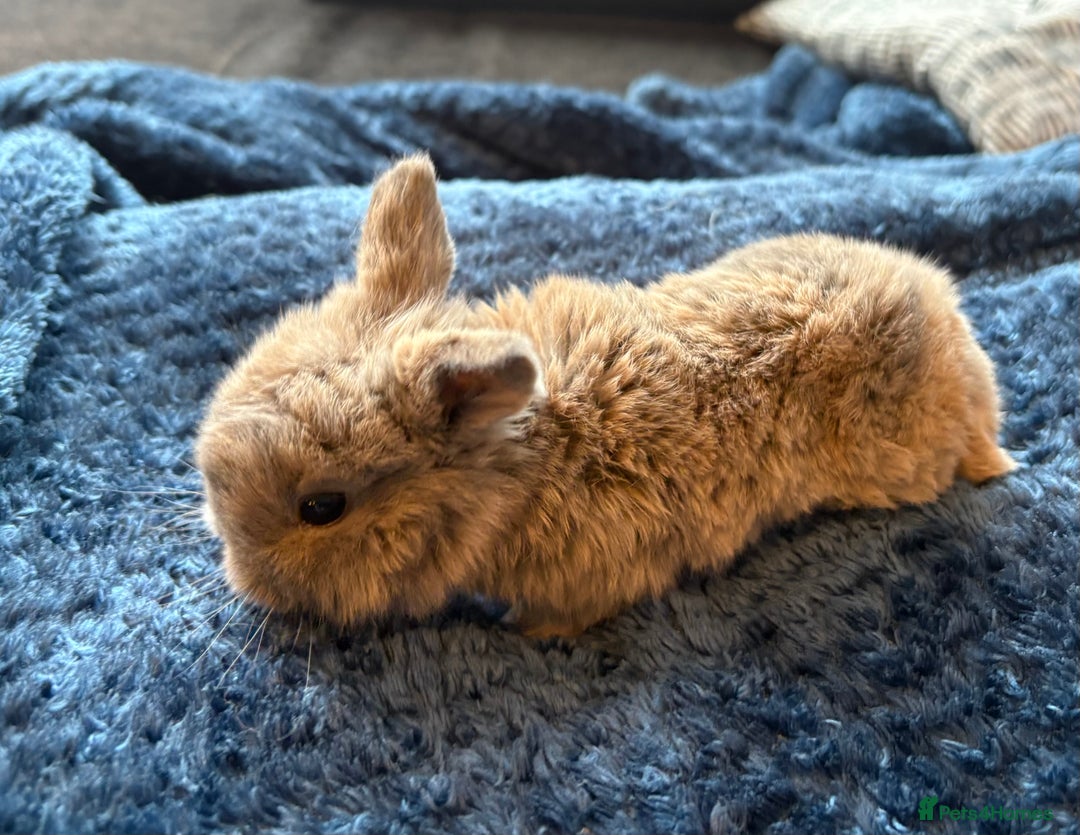 Mini Lop rabbits for sale: Pure Bred Mini Lop babies - Advert 12