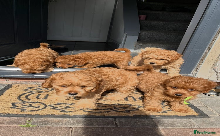 Cavapoo dogs - Advert 3