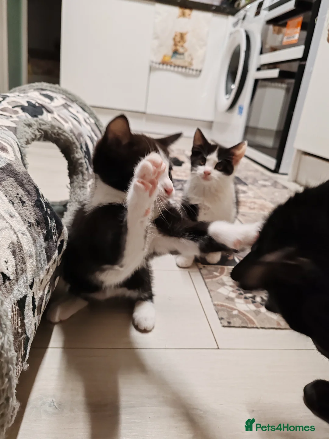 Mixed Breed cats for sale: Loving kittens are looking for a new home - Advert 2