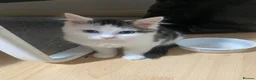 Mixed Breed cats for sale: Fluffy kitten for sale  - Advert 3