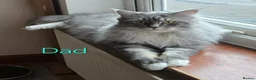 Maine Coon cats for sale: 8 Maine Coon kittens. - Advert 10