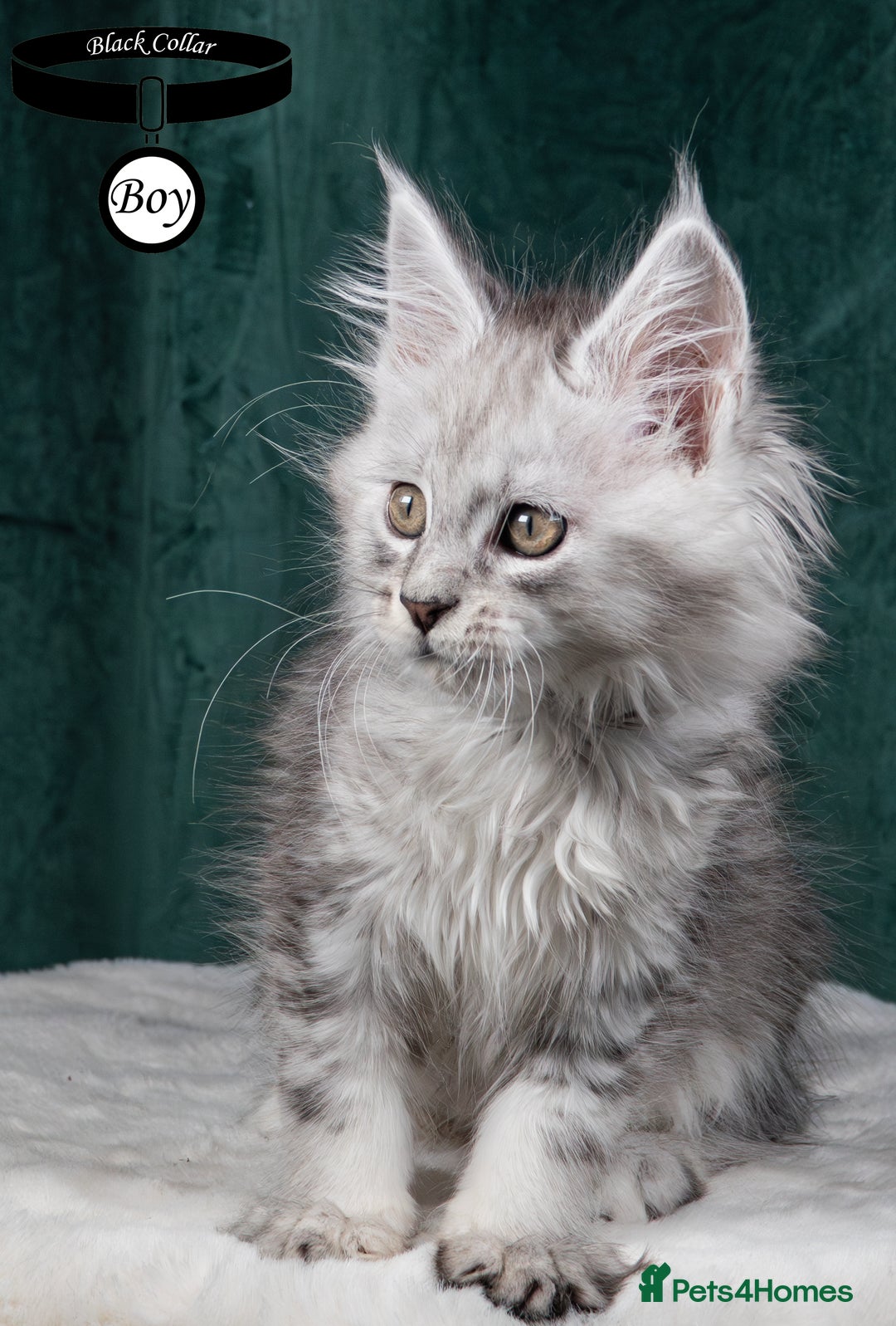 Maine Coon cats for sale: XL PEDIGREE TICA REGISTERED MAINE COON KITTENS - Advert 6